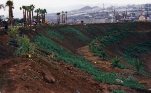 Primeras plantaciones en la ladera norte, destinada a la vegetación dedicada al bosque termófilo de Canarias