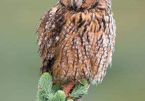 Adult long-eared owl, asio otus, sitting on top of spruce tree in spring time with blurred green background. Wild owl in nature.
