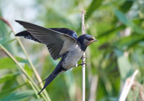Barn Swallow sitting on a branch in its habitat